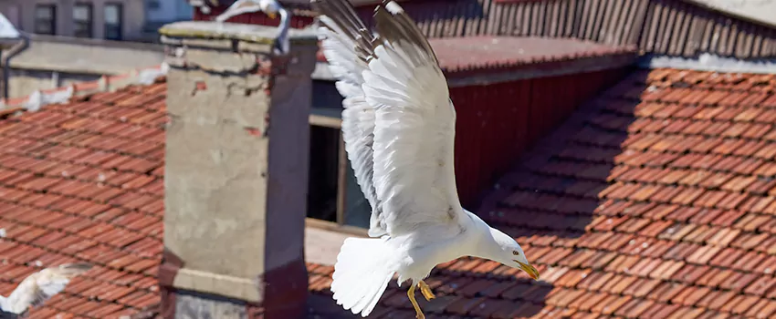 Residential Chimney Animal Removal Solution in Schofield Barracks, HI